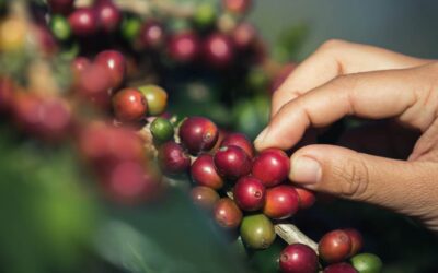Aspirantes al cargo de gerente de la Federación de Cafeteros podrán postularse hasta el 23 de febrero