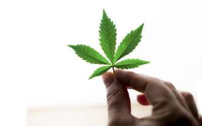 El cannabis legal en Colombia: un mercado muy trabado