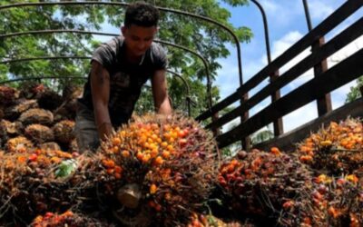 Crece la producción de aceite de palma