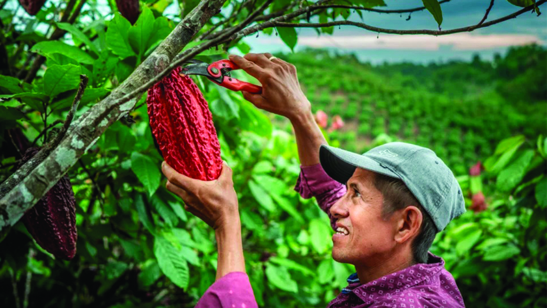 Compañía Nacional de Chocolates se une a programa que promueve solución concreta contra el cambio climático
