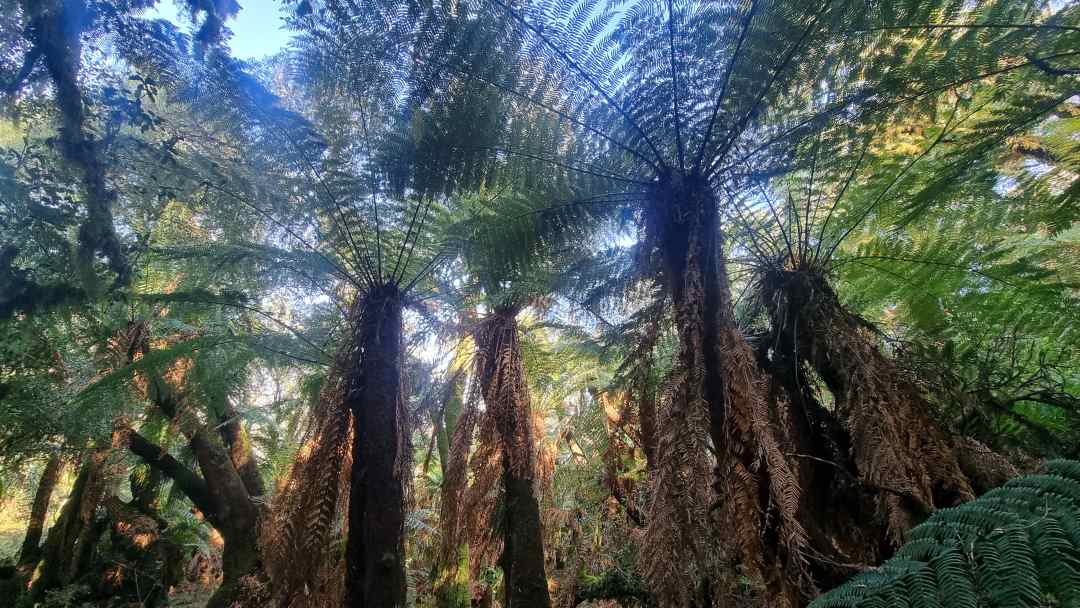 Tetra Pak impulsa la sostenibilidad con ambiciosas metas ambientales en su Plan de Protección de la Naturaleza