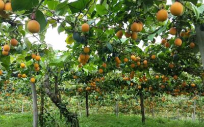 Granadilla colombiana exporta $2,8 millones en 2024