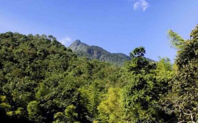 Impacto Económico y Cultural de la COP16 en Cali: Un Éxito Global de Biodiversidad
