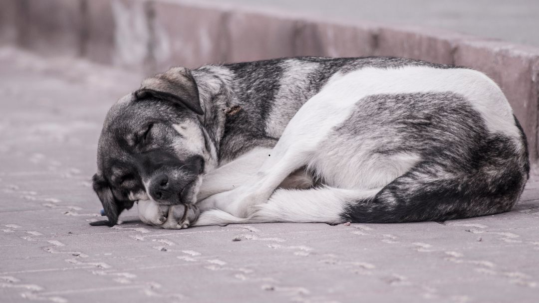 Mascotas de desplazados en el Catatumbo: la crisis silenciosa