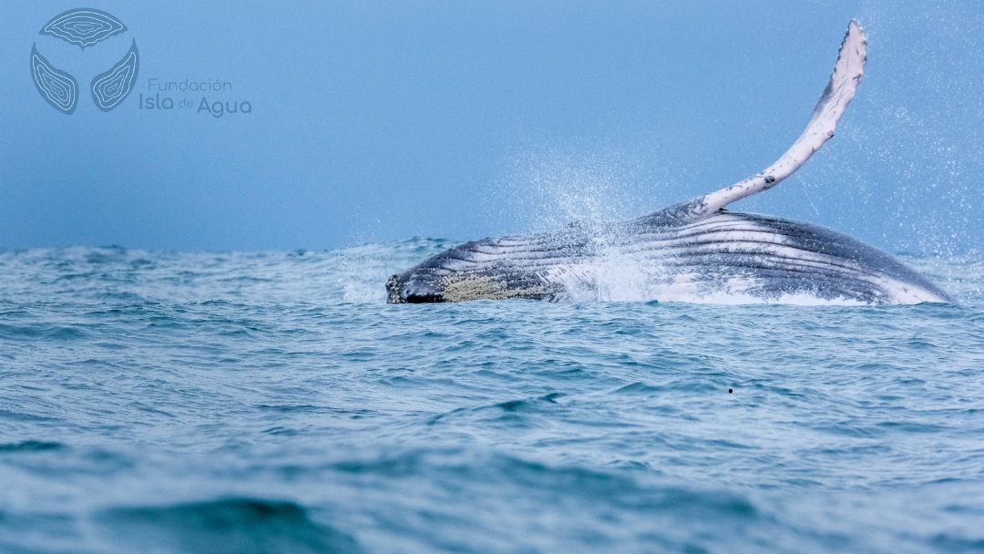 ECOFEST V: un llamado a la acción para la preservación de los mares