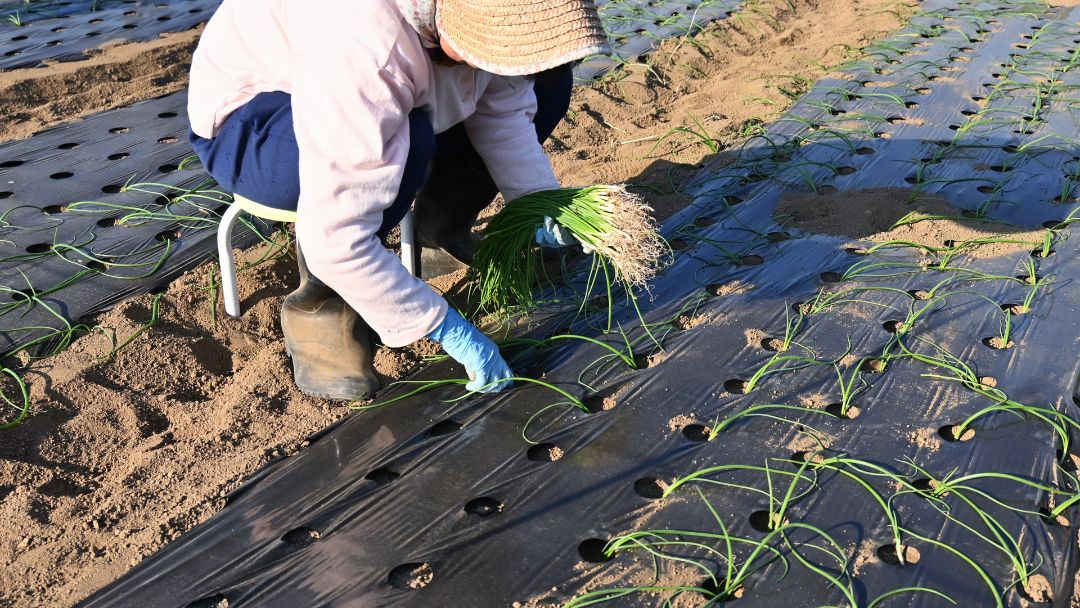 El agro colombiano impulsa el empleo y marca la tasa de desempleo rural más baja en seis años