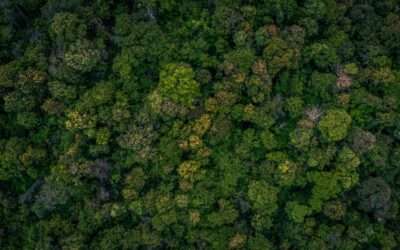 Caficultores impulsan la restauración de los bosques en la Sierra Nevada de Santa Marta