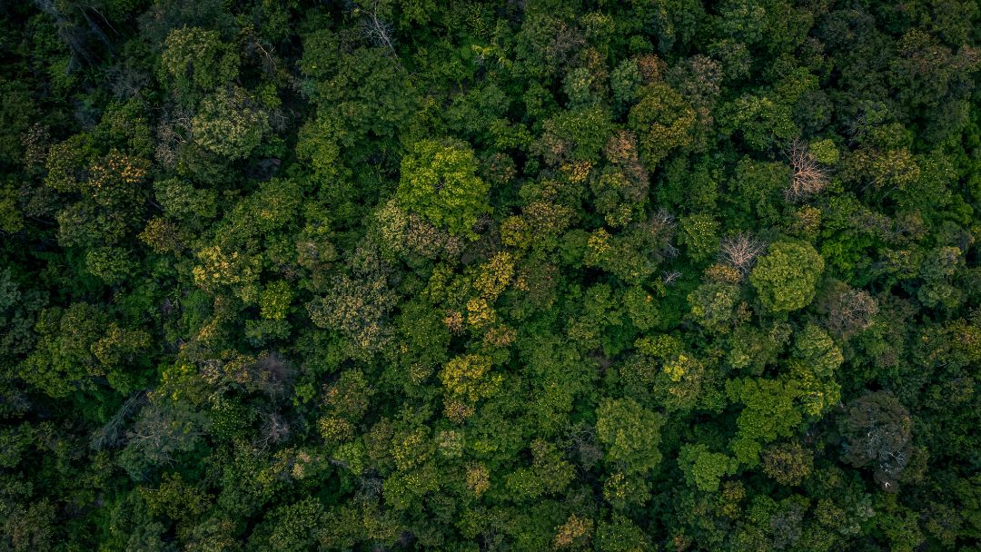 Caficultores impulsan la restauración de los bosques en la Sierra Nevada de Santa Marta