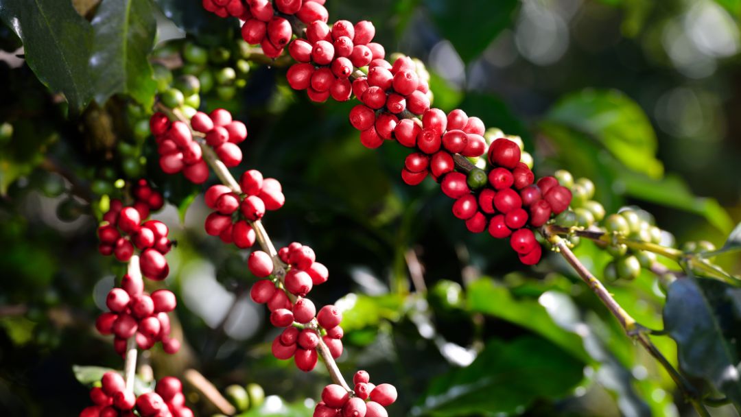 Crisis en el sector cafetero: productores enfrentan millonaria deuda y temen la quiebra