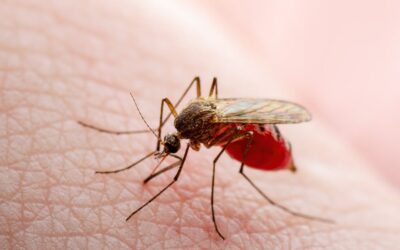 Colombia enfrenta un brote de fiebre amarilla: alertas y medidas de prevención