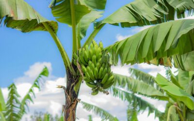 Colombia afianza su liderazgo en la exportación de banano hacia Europa