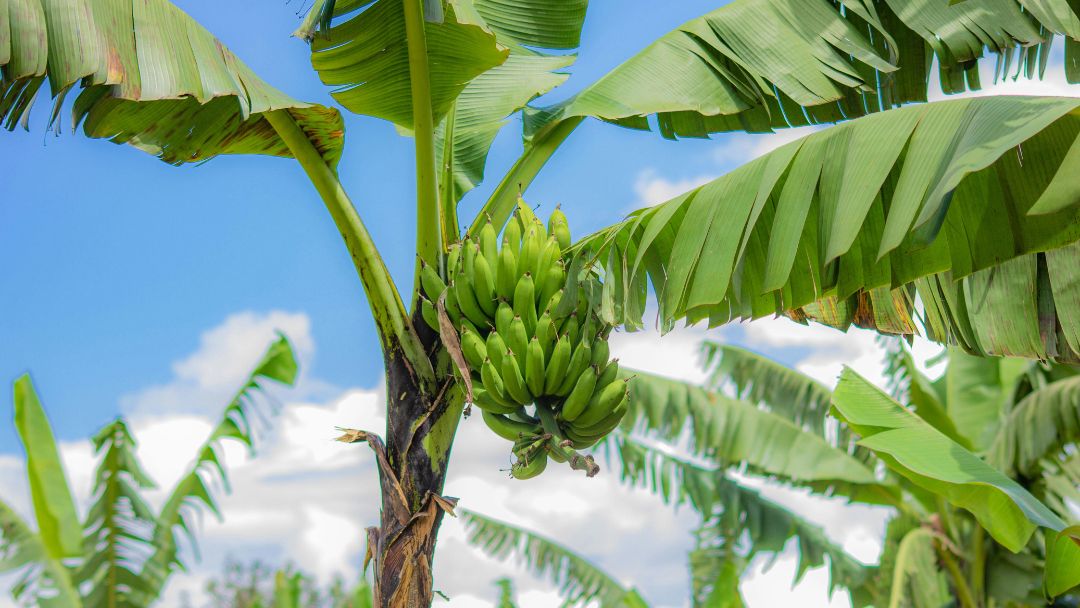 Colombia afianza su liderazgo en la exportación de banano hacia Europa