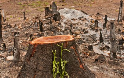 Conozca las medidas clave del gobierno para frenar la deforestación en Colombia