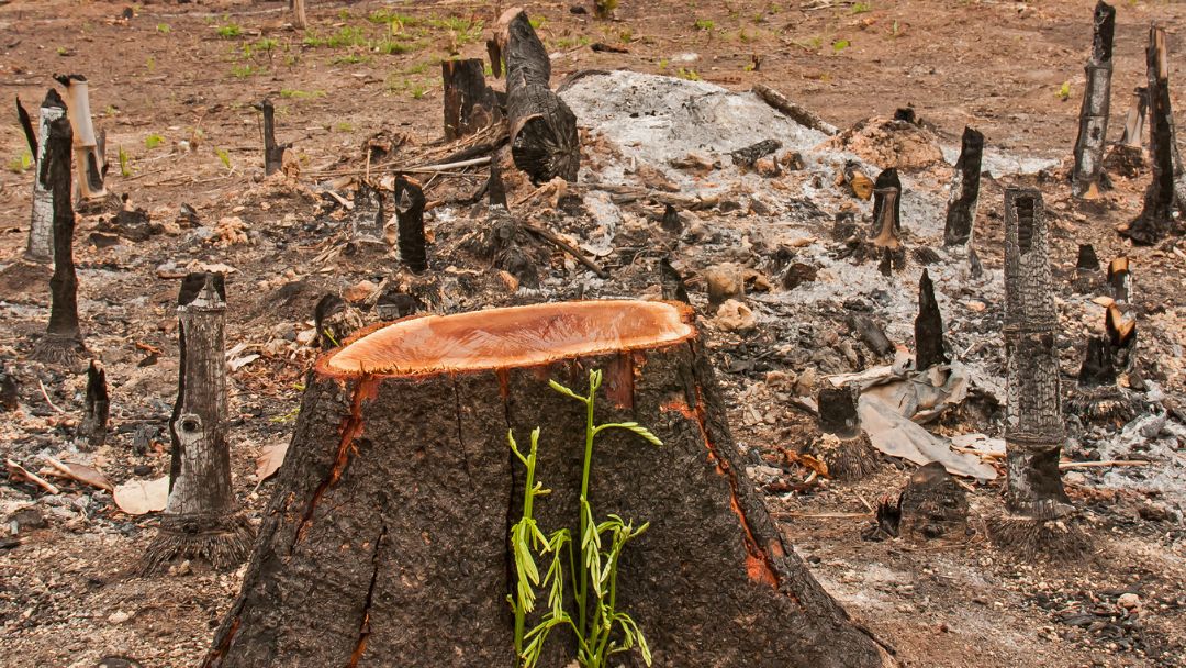 Conozca las medidas clave del gobierno para frenar la deforestación en Colombia