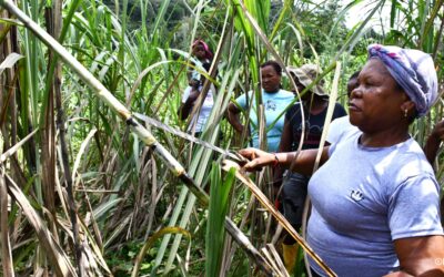 Las mujeres rurales en América Latina y el Caribe: desafíos y aportes en los sistemas agroalimentarios