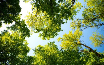ProChile destaca oportunidades para el sector forestal colombiano durante la Semana de la Bioeconomía en Medellín