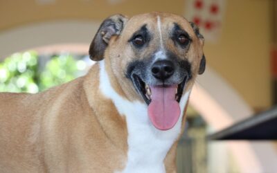 ¿Dónde dejar a su mascota con confianza? Icontec lanza sistema de evaluación para establecimientos de cuidado animal