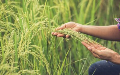 Productores de arroz convocan a paro nacional por incumplimientos del Gobierno