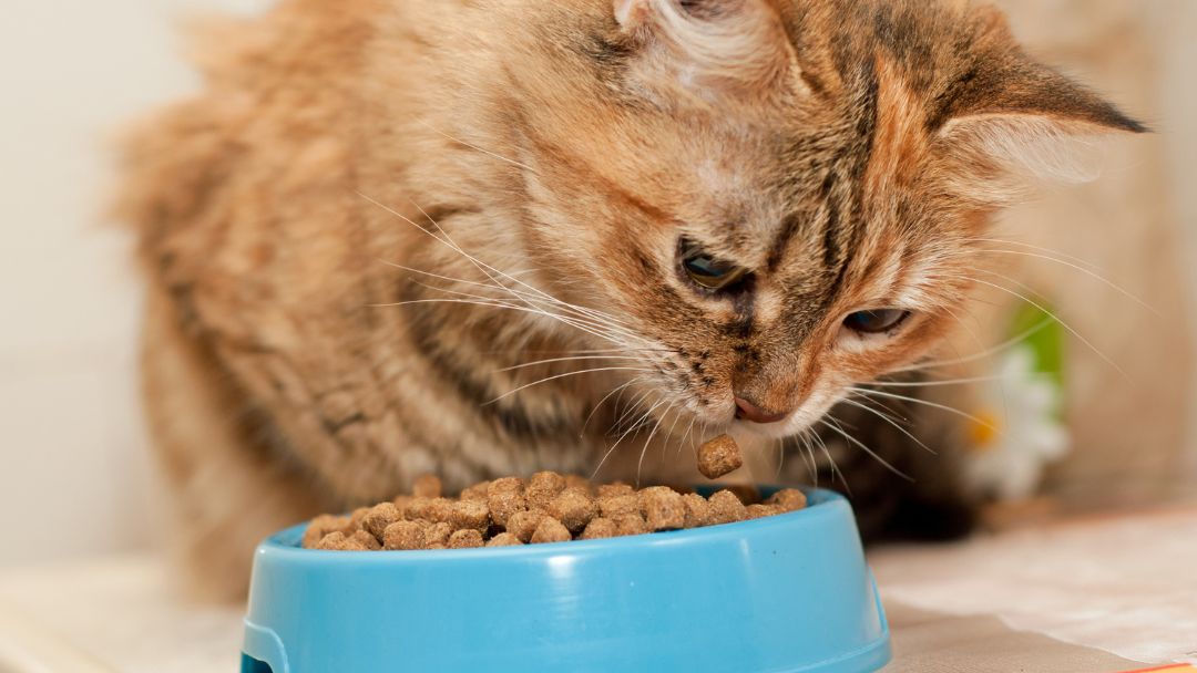 Whiskas lanza campaña para impulsar una alimentación más saludable y variada en gatos