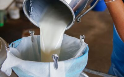 Crecimiento económico del sector lácteo colombiano: exportaciones récord y perspectivas para 2025