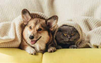 Reconocer legalmente un animal como apoyo emocional ya es posible en Colombia