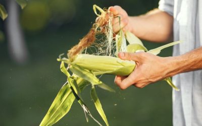 Tres saberes indígenas que podrían salvar al mundo del hambre (y del colapso ambiental)