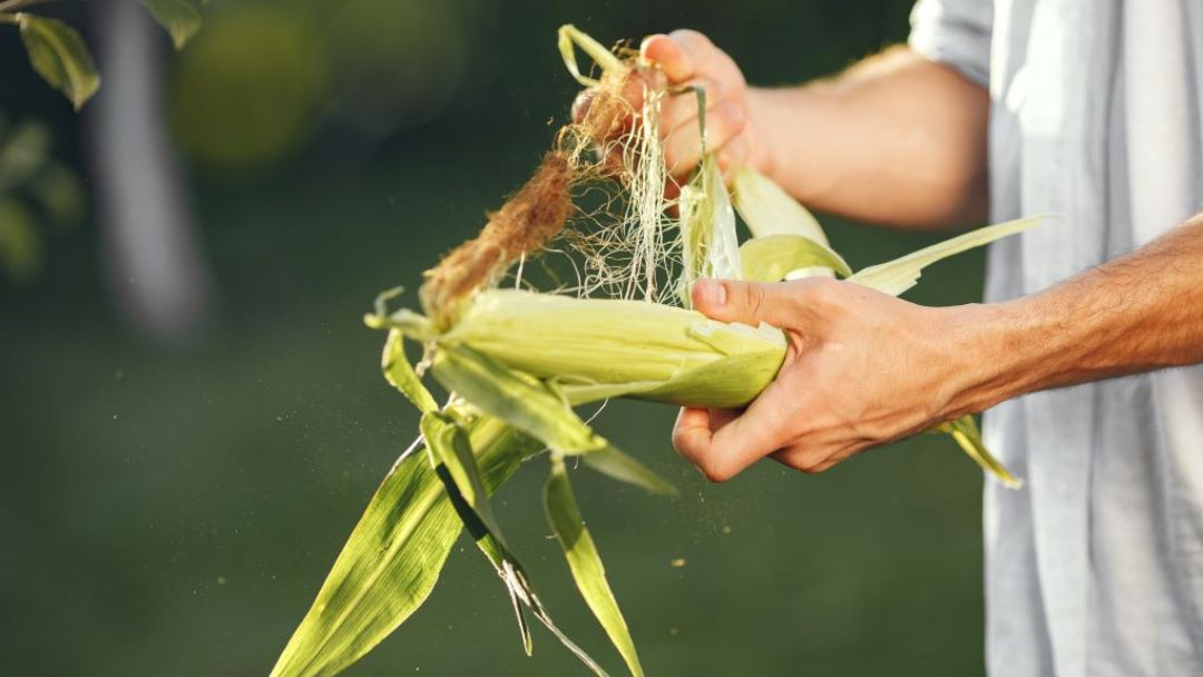 Tres saberes indígenas que podrían salvar al mundo del hambre (y del colapso ambiental)