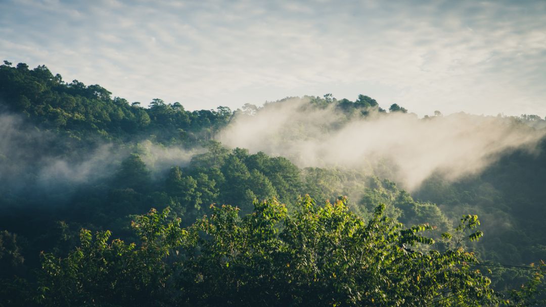 Colombia, Brasil y Bolivia consolidan agenda conjunta rumbo a la COP30: Amazonía en el centro del debate climático