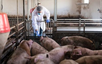 Cerdos del Valle consigue importante crédito para deudas y nuevos proyectos