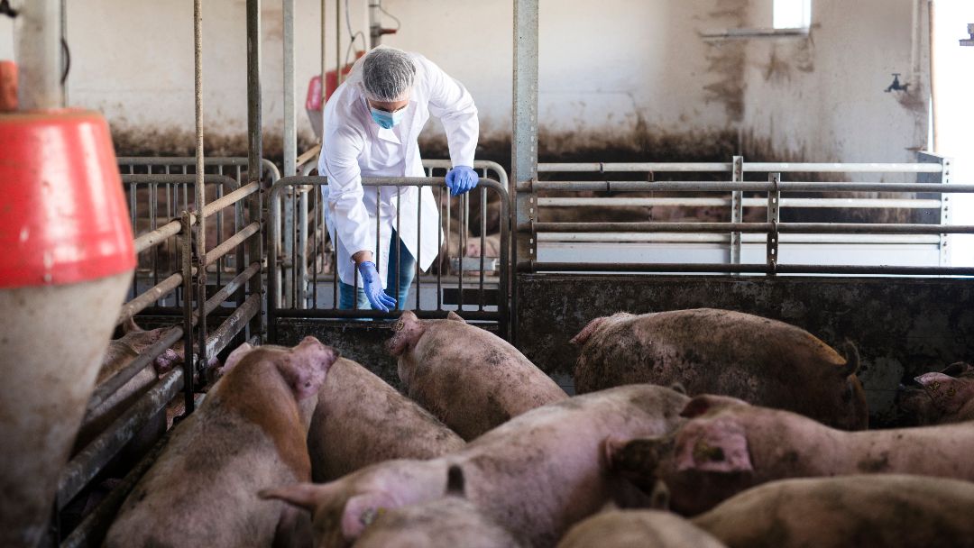 Veterinarian at pig farm observing livestock and checking their health.
