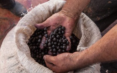 Del bosque al mercado: súper alimentos y nuevas inversiones impulsan la bioeconomía en Cali