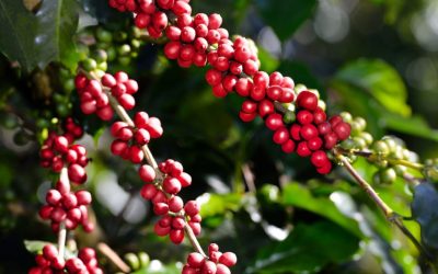 El sector caficultor impulsa el crecimiento económico con producción récord en 2025