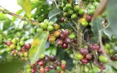 Caficultores de Caldas reciben millonaria indemnización por el fuerte invierno
