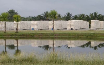 Arancel cero amenaza la industria algodonera nacional