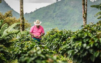 El alma cooperativa del café colombiano: donde cada grano tiene una historia