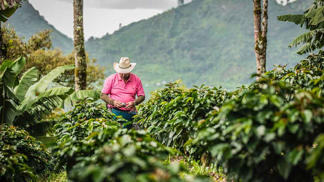 El alma cooperativa del café colombiano: donde cada grano tiene una historia