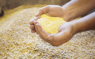 Avicultura colombiana: del corral a la mesa, un motor silencioso de nutrición y desarrollo