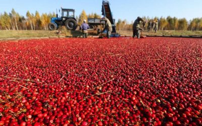El cranberry procesado gana espacio en Colombia y fortalece el comercio internacional de alimentos